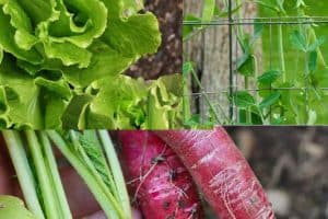 3 Easy Vegetables to Grow in Spring