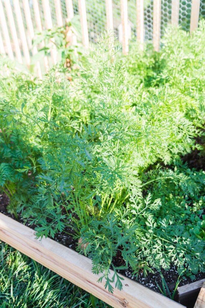 carrots growing in a raised bed