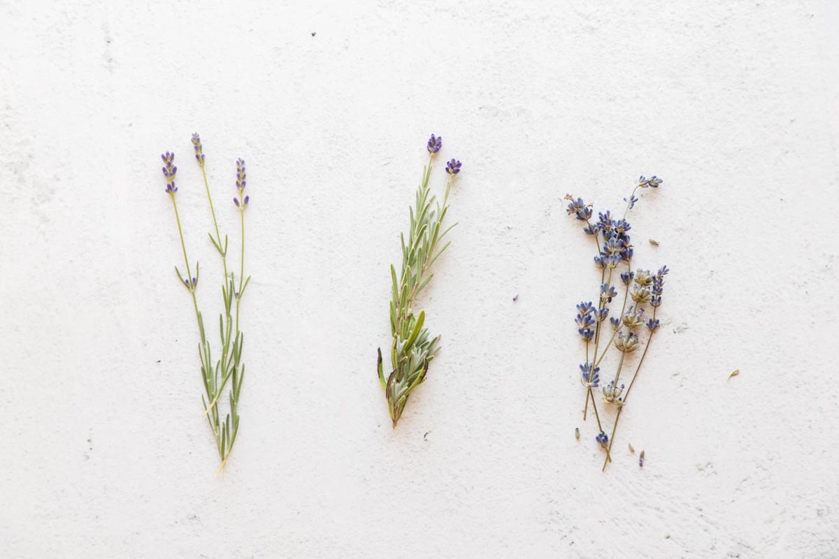 Different kinds of lavender set next to one another.