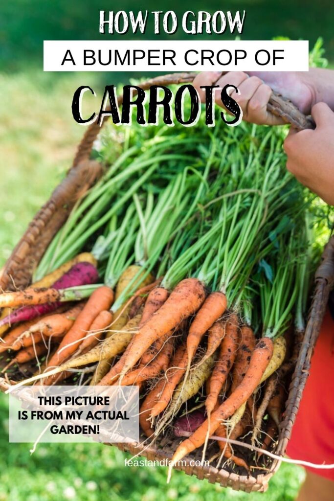 holding a basket of carrots 