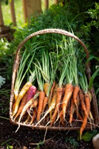 How to grow a bumper crop of carrots (containers or  garden)