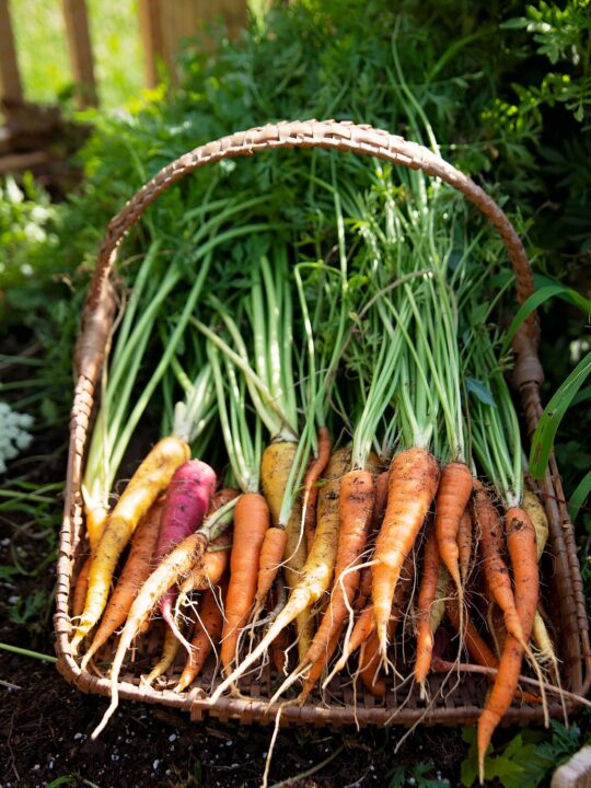 a basket of carrots in a garden