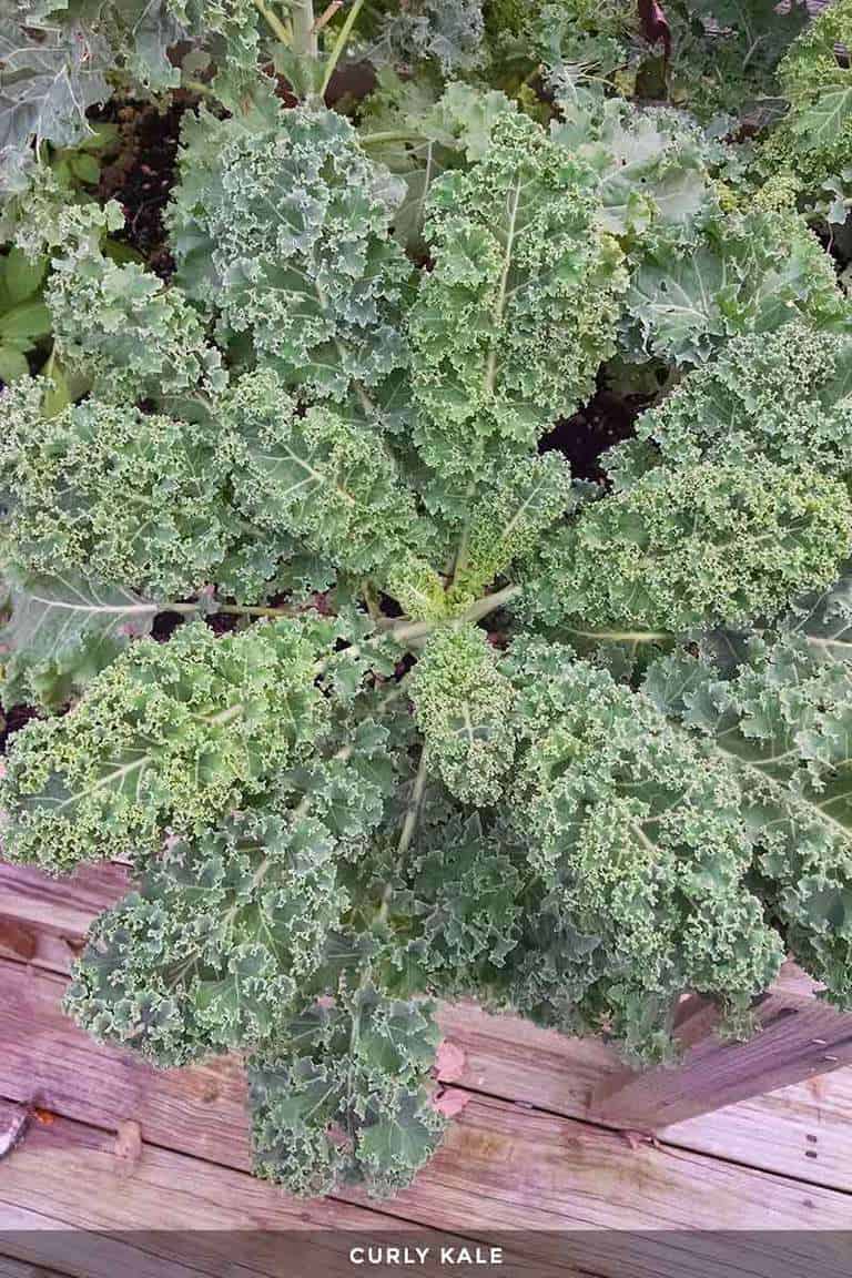 Kale growing outside