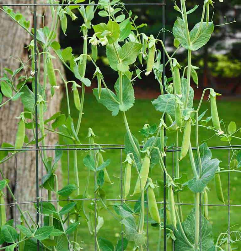 Sugar snap pea vines, growing on a wire cage