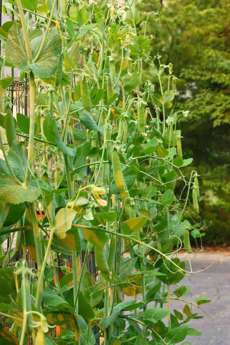 Sugar snap peas growing outside
