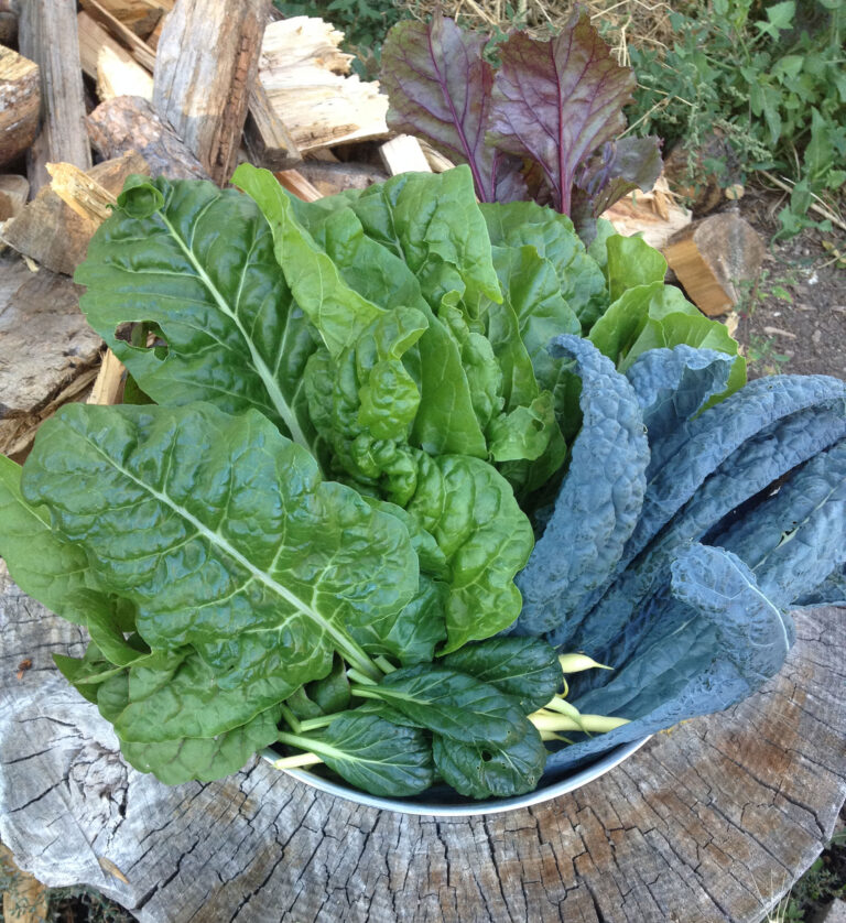 a bowl of heirloom kale and greens after harvest