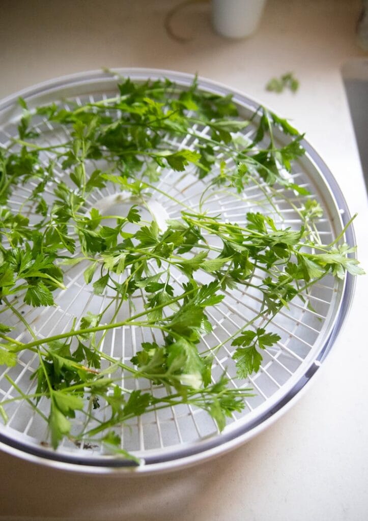 a dehydrator tray spread with parsley 