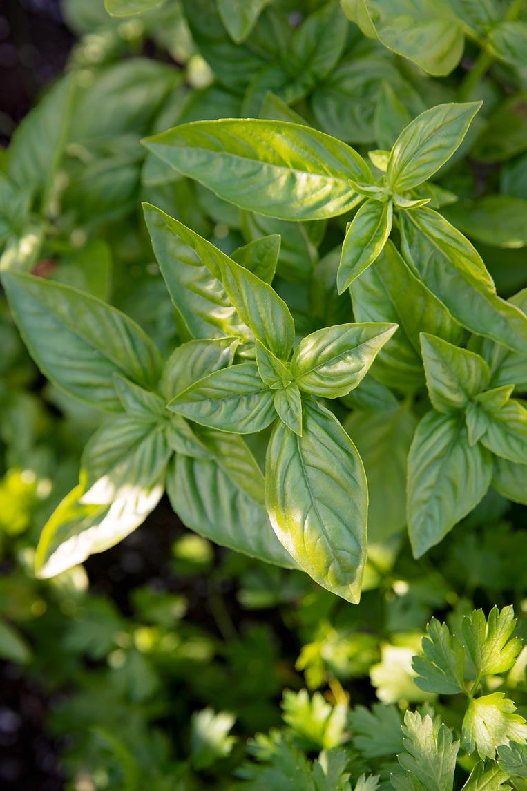 How to Grow Basil (Easy Outdoor Method)