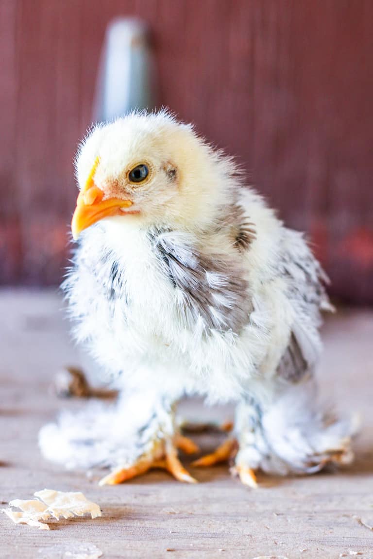 Begin raising chickens for eggs from young chickens or get older ones if necessary. Most chickens will start laying at about 6 months of age. 