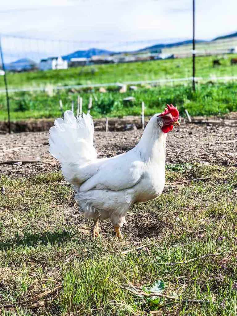 White Leghorn hens are great breeds when raising chickens for eggs. 