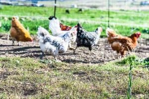 Raising Chickens for Eggs: A getting started guide