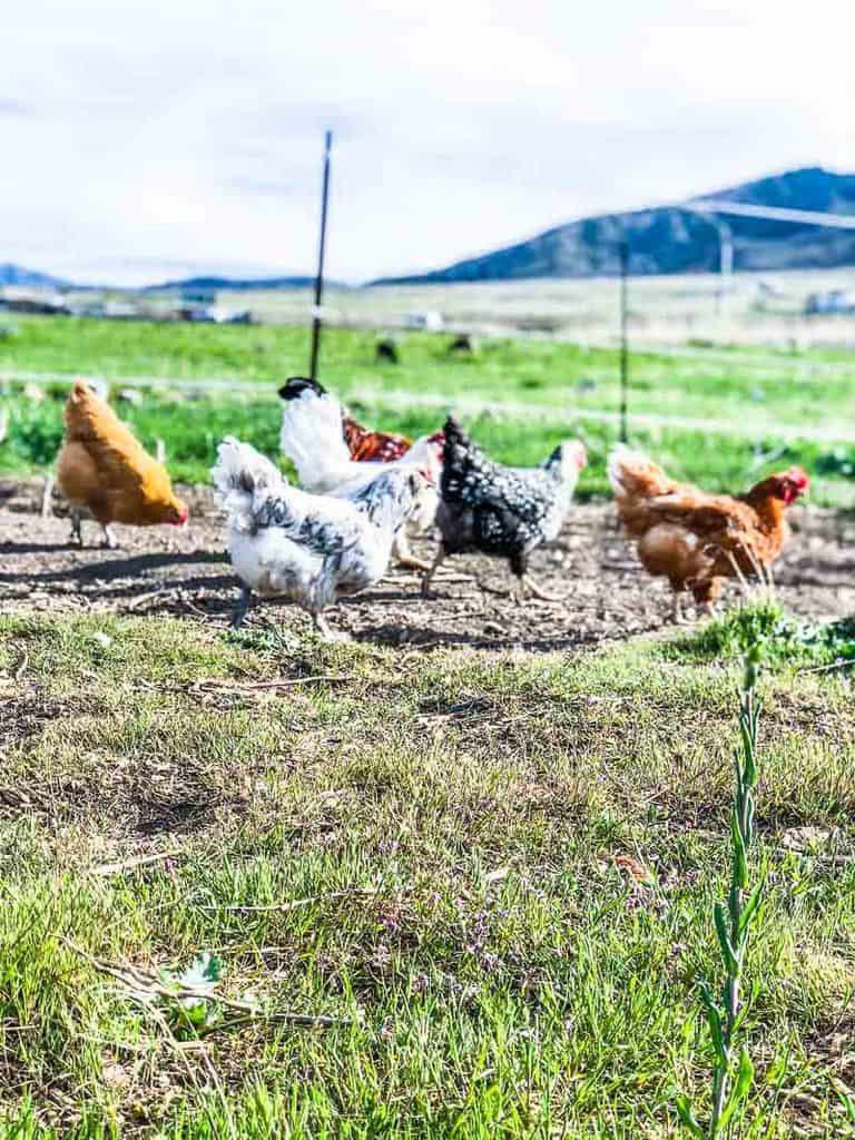 Group of laying hens walking across a field.