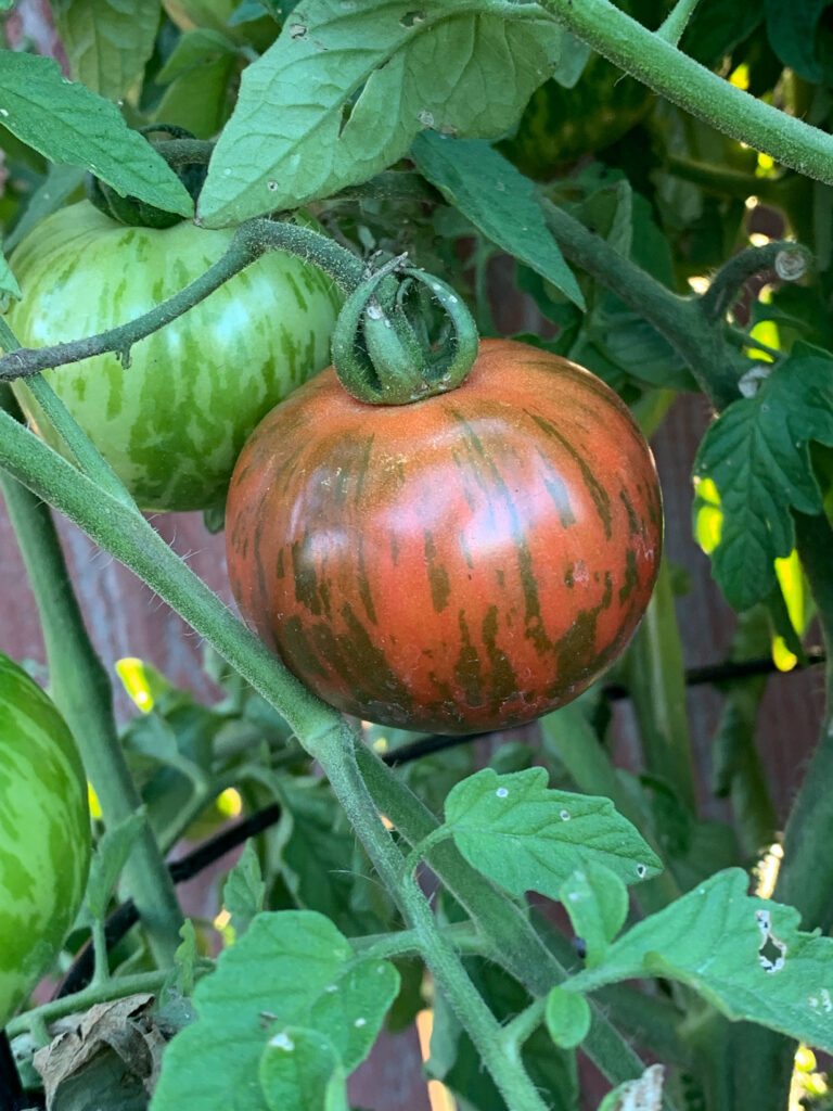 a  pink boar heirloom tomato on the vine 