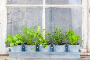 How to Plant a Window Herb Garden
